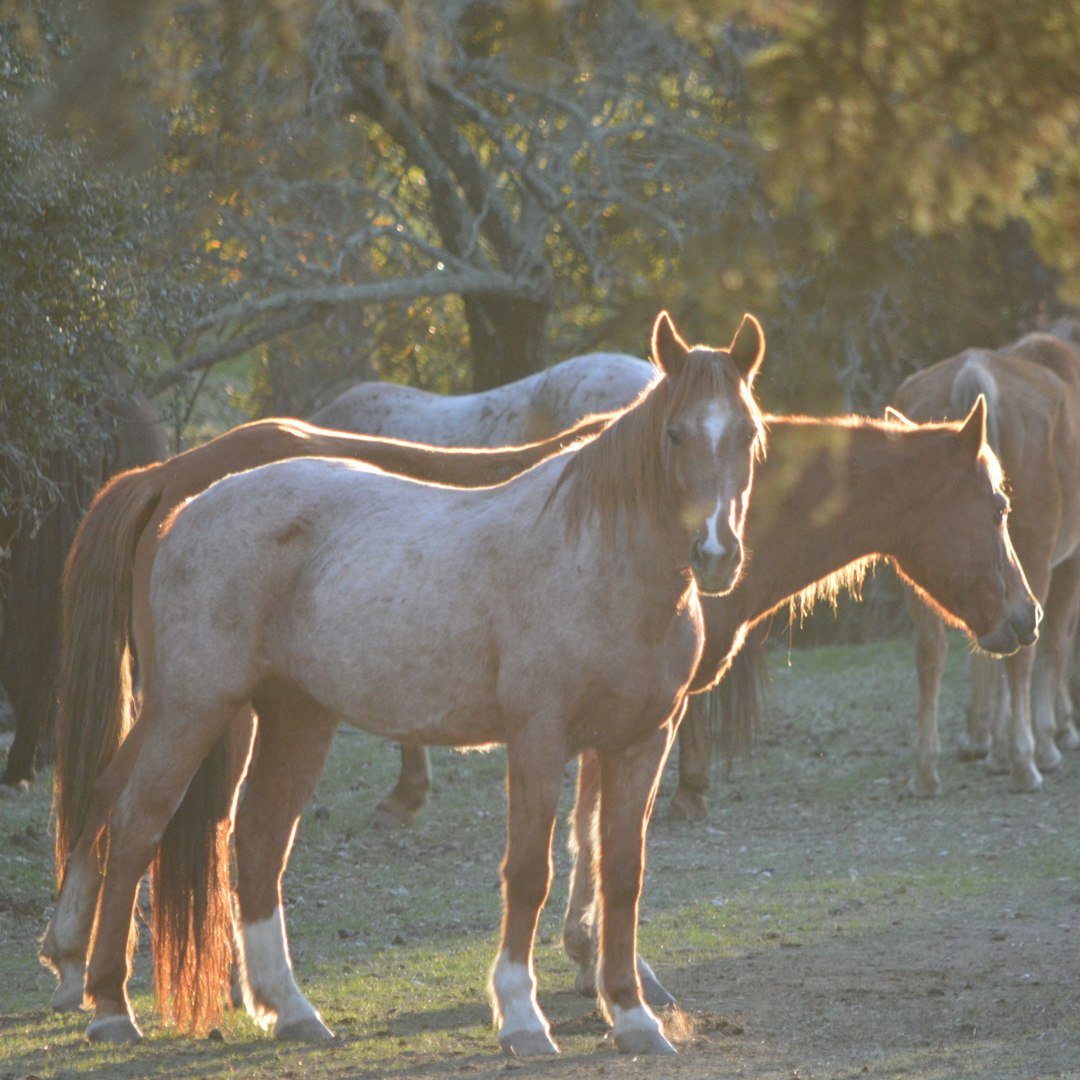 Two horses stand in a field at sunset.
